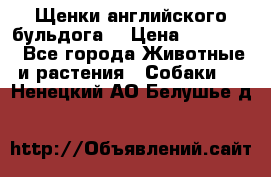 Щенки английского бульдога  › Цена ­ 60 000 - Все города Животные и растения » Собаки   . Ненецкий АО,Белушье д.